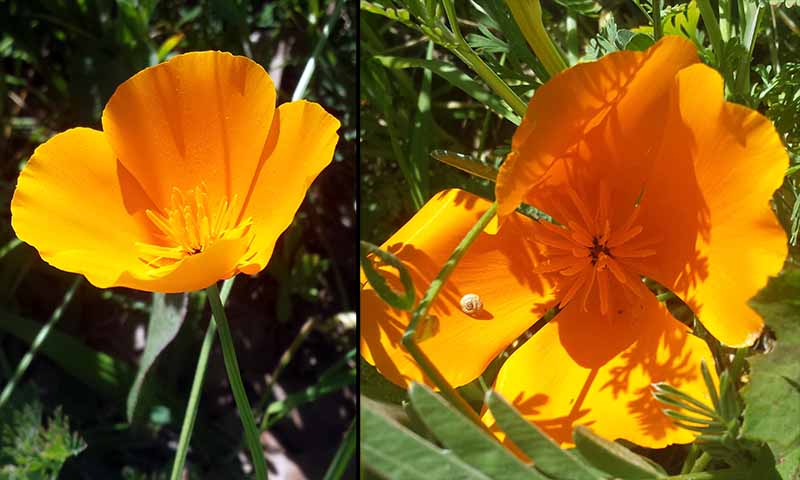 Eschscholzia californica #49840