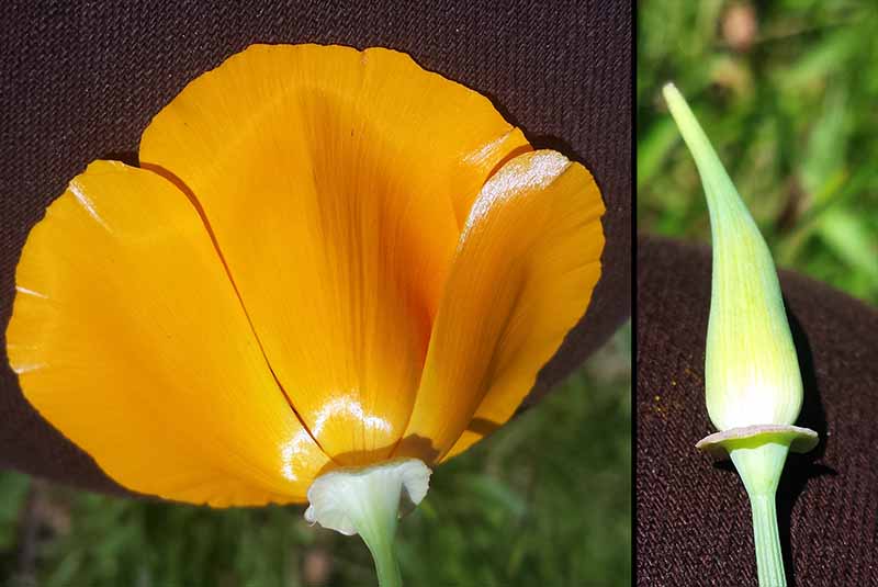 Eschscholzia californica #49839