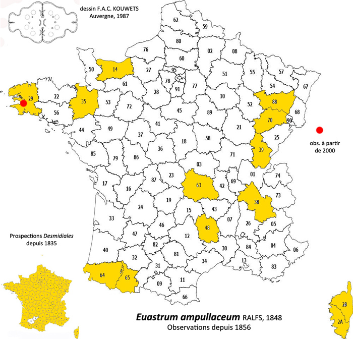 EUASTRUM ampullaceum Ralfs, 1848 #78033