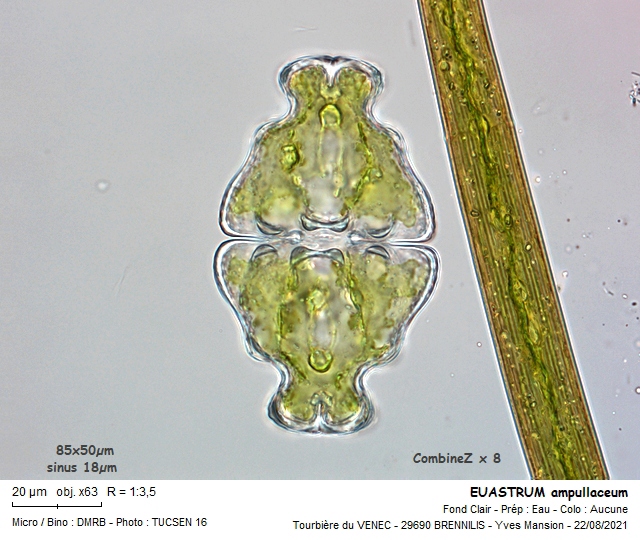 EUASTRUM ampullaceum Ralfs, 1848 #68042