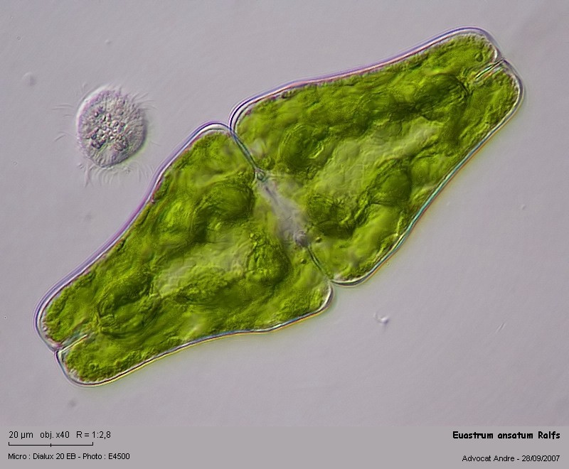 Euastrum ansatum Ralfs #153