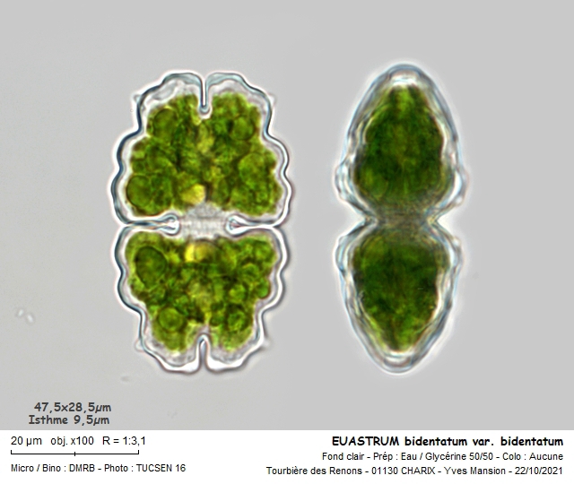 EUASTRUM bidentatum #68410