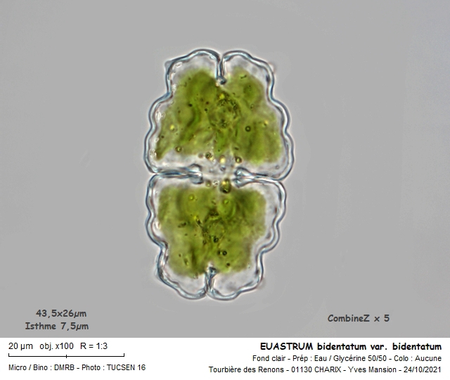 EUASTRUM bidentatum #68411