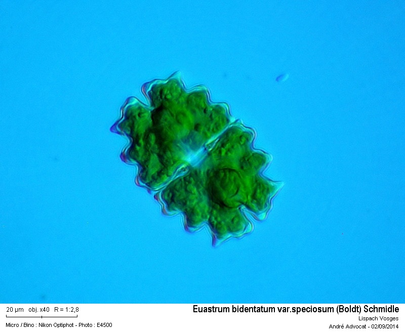 Euastrum bidentatum var. speciosum (Boldt) Schmidle #38765