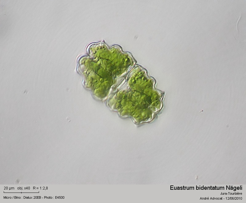 Euastrum bidentatum Nägeli #16487