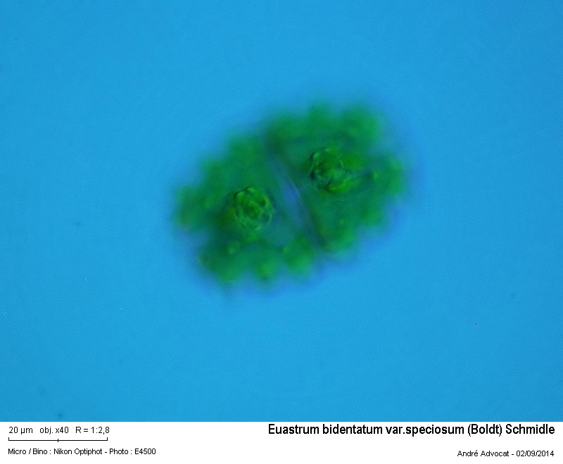 Euastrum bidentatum var. speciosum (Boldt) Schmidle #38767