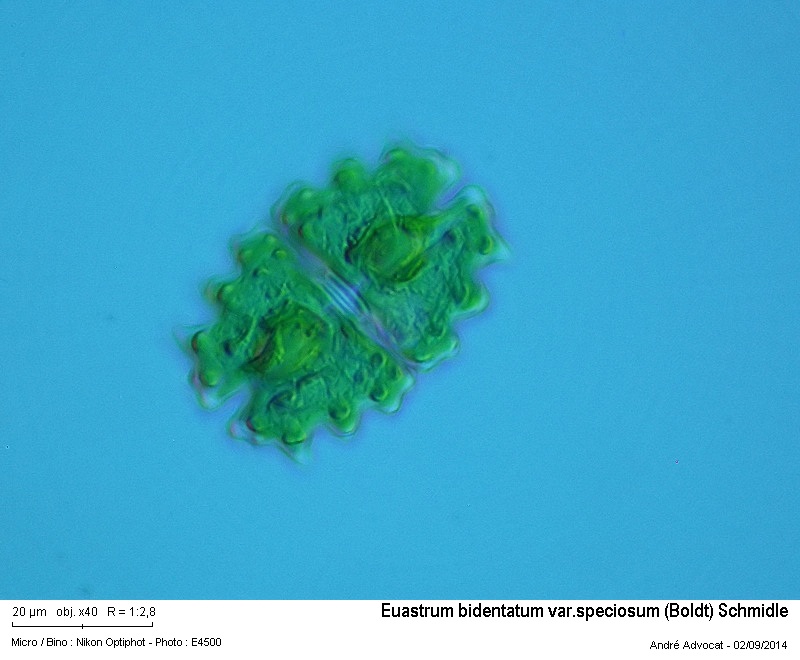 Euastrum bidentatum var. speciosum (Boldt) Schmidle #38766