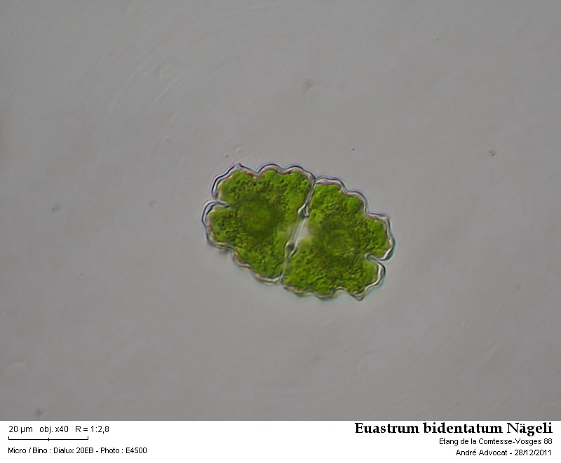 Euastrum bidentatum Nägeli #25322