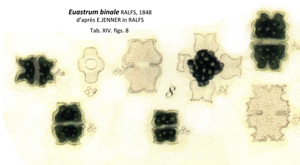 Euastrum binale Ralfs var. gutwinski (Schmidle) Homfelt #74687