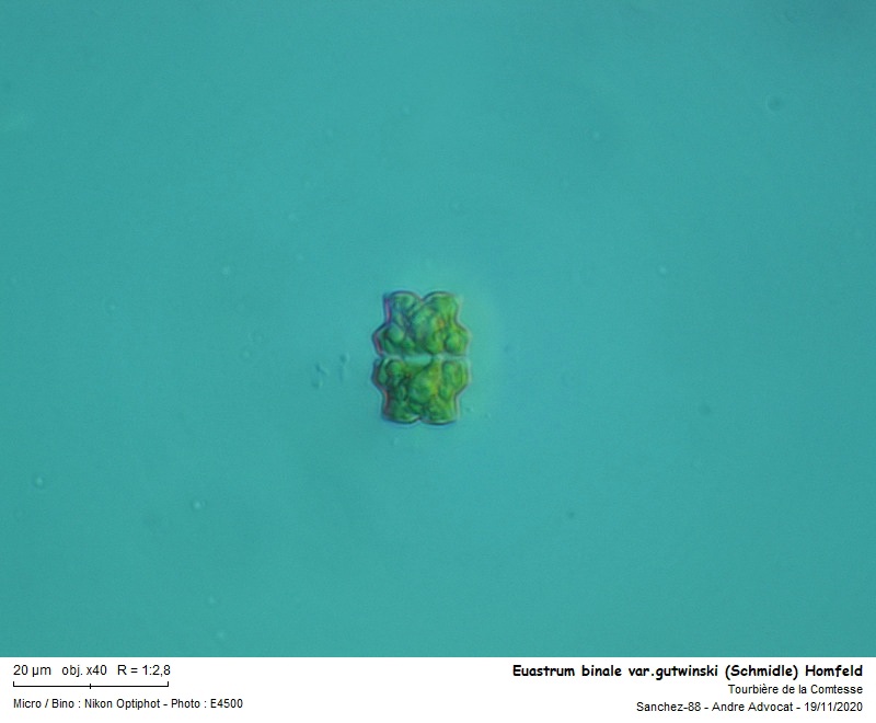 Euastrum binale Ralfs var. gutwinski (Schmidle) Homfelt #65053