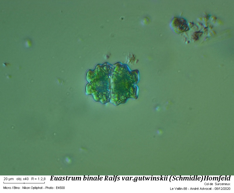 Euastrum binale Ralfs var. gutwinski (Schmidle) Homfelt #65054