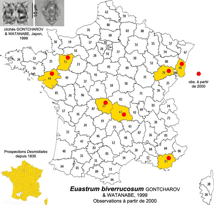 Euastrum biverrucosum #86307