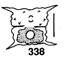 Euastrum biverrucosum #77091