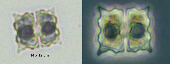 Euastrum biverrucosum #77089