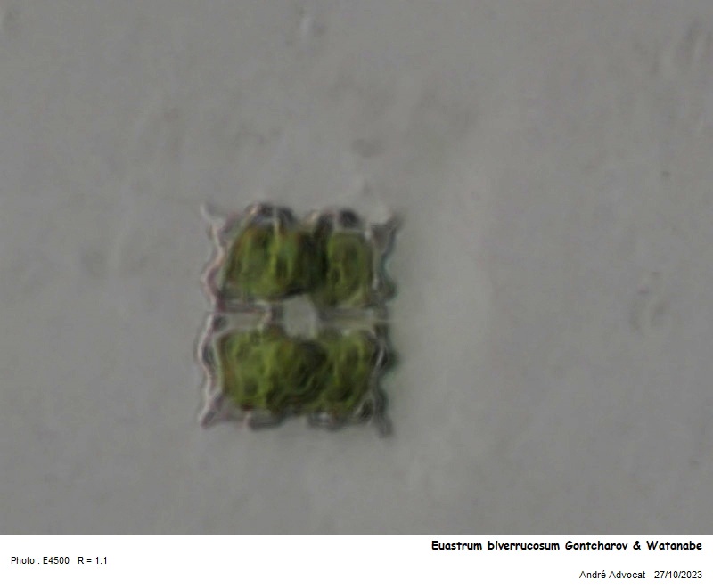 Euastrum biverrucosum Gontcharov & Watanabe #77278