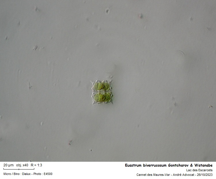 Euastrum biverrucosum Gontcharov & Watanabe #77277