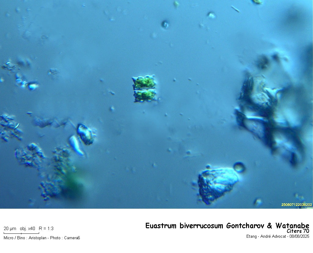 Euastrum biverrucosum Gontcharov & Watanabe #83153