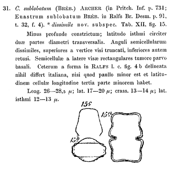 Euastrum brevisinuosum var. dissimile (Nordstedt)Kouwets #78475