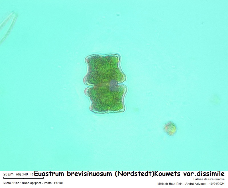 Euastrum brevisinuosum var. dissimile (Nordstedt)Kouwets #78477