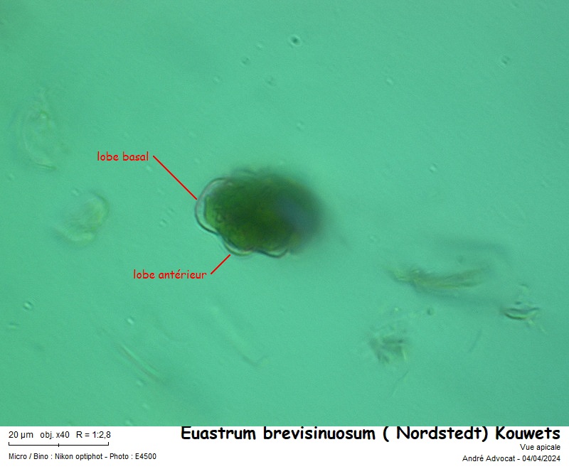 Euastrum brevisinuosum var. dissimile (Nordstedt)Kouwets #78468