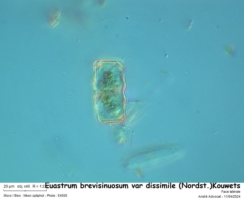 Euastrum brevisinuosum var. dissimile (Nordstedt)Kouwets #78480