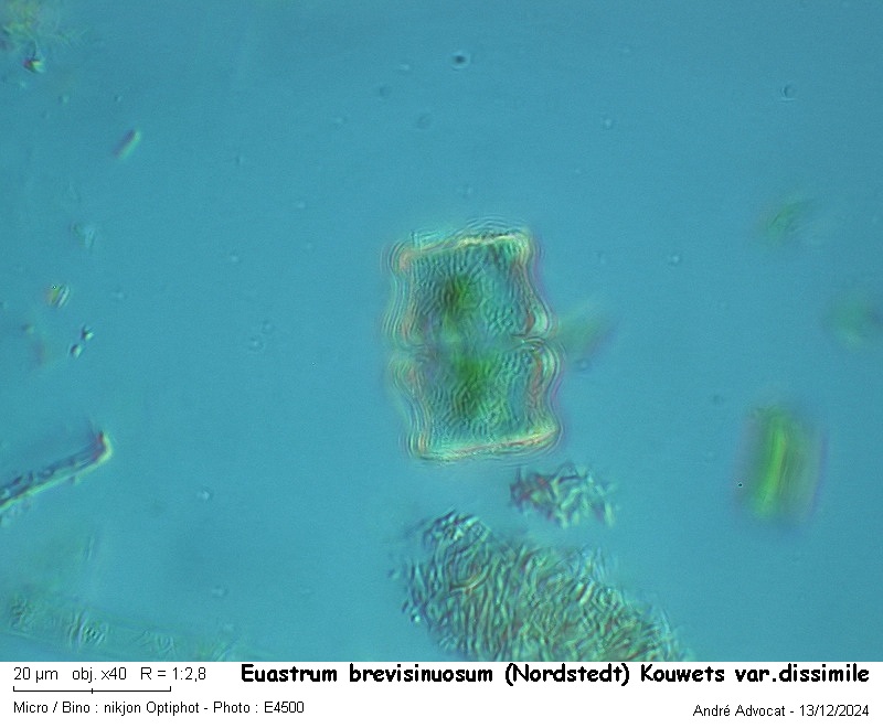 Euastrum brevisinuosum var. dissimile (Nordstedt)Kouwets #80956