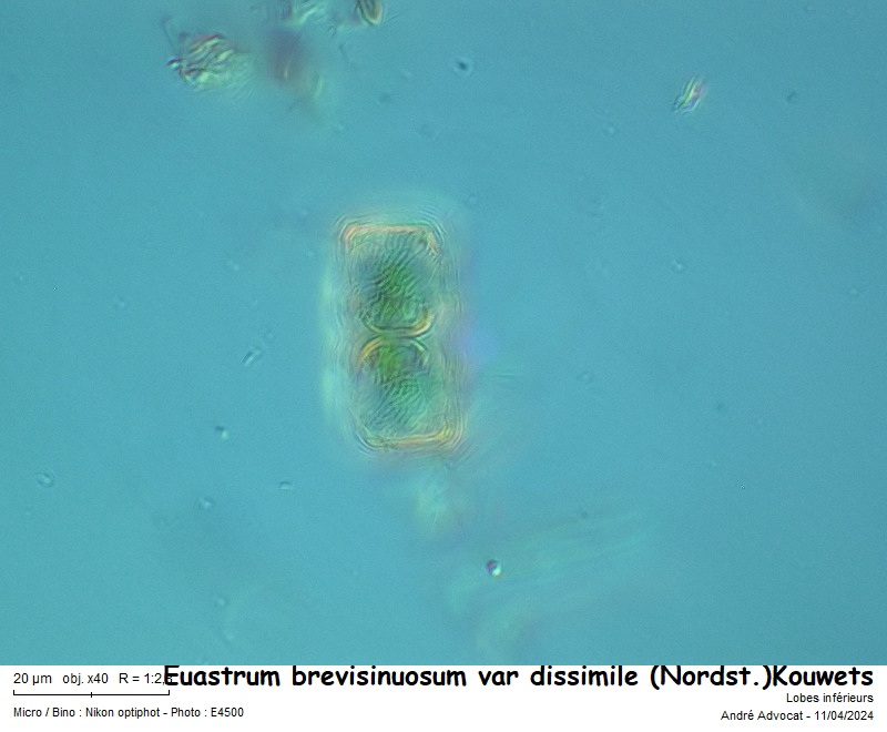 Euastrum brevisinuosum var. dissimile (Nordstedt)Kouwets #78482