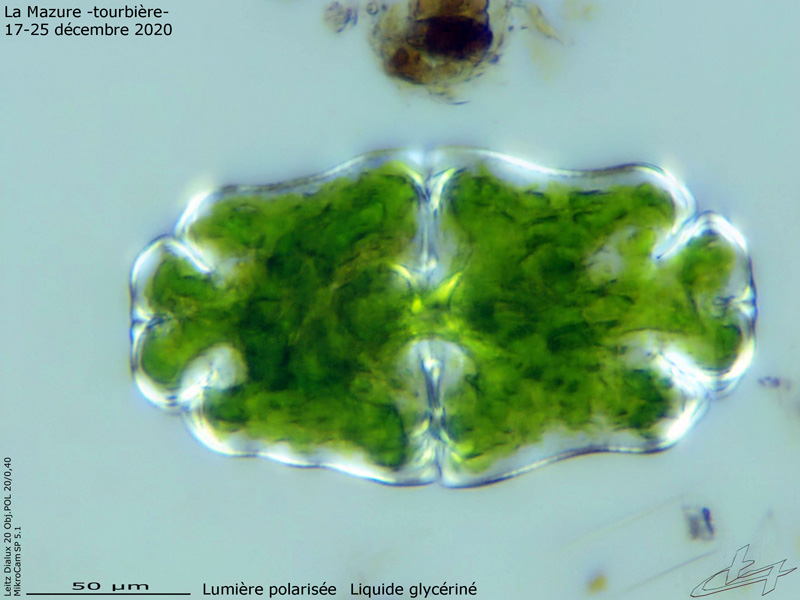 Euastrum crassum #65172