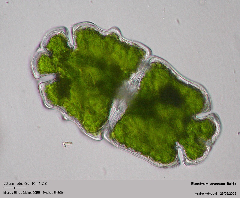 Euastrum crassum Ralfs #5298