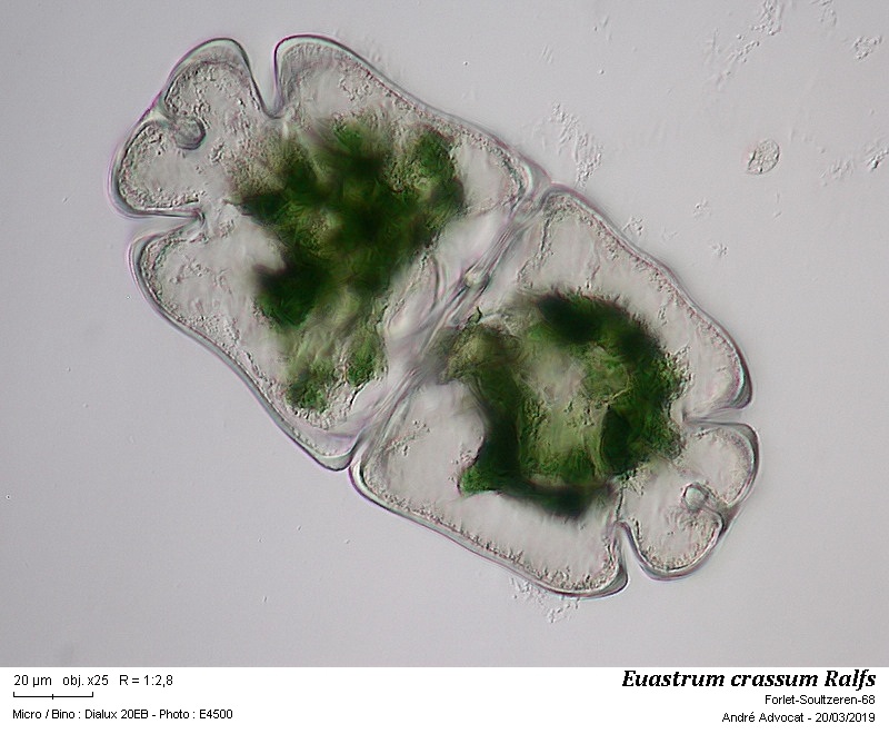 Euastrum crassum Ralfs #58336