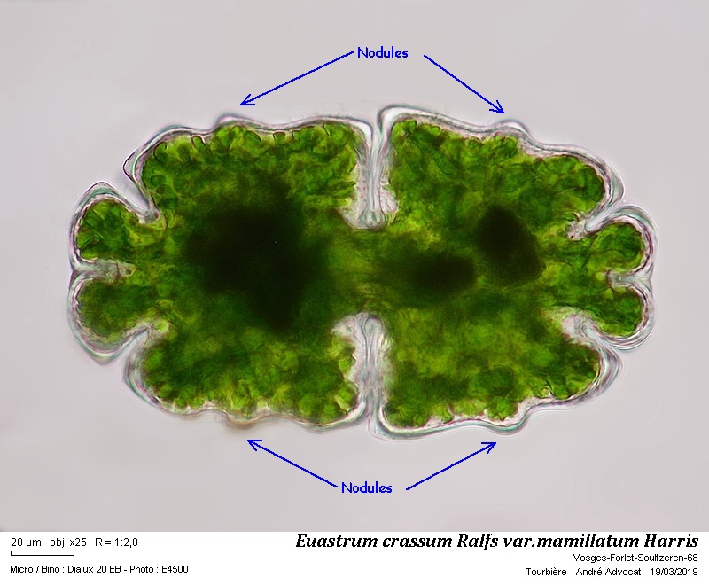 Euastrum crassum Ralfs #58335