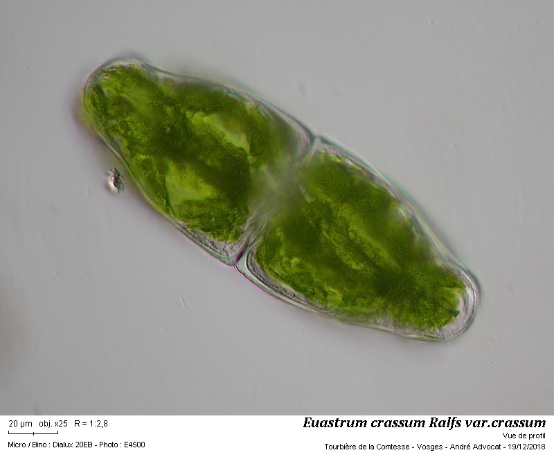 Euastrum crassum Ralfs #57164