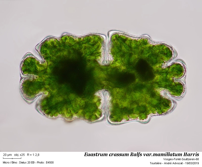 Euastrum crassum Ralfs #58334