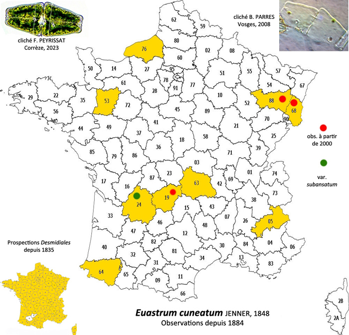 Euastrum cuneatum Jenner #80520