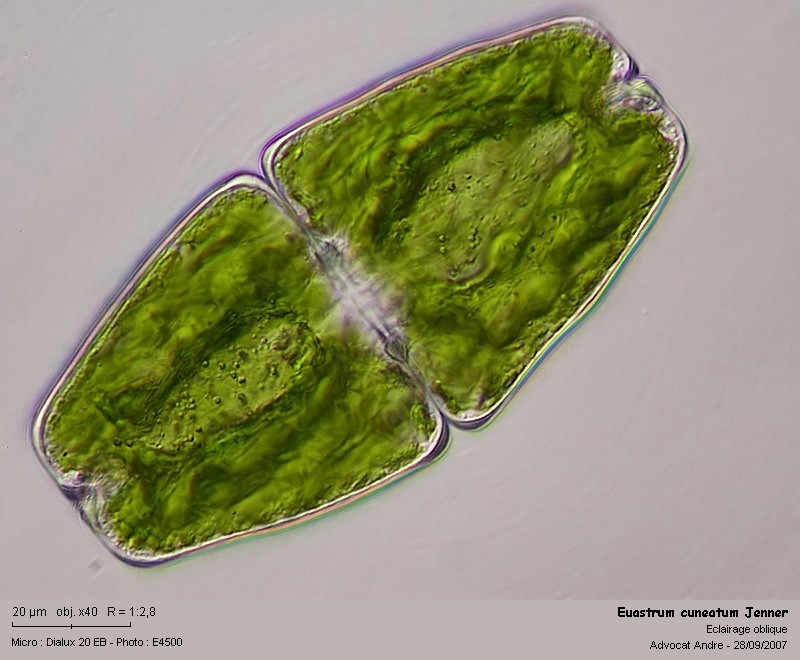 Euastrum cuneatum Jenner #152