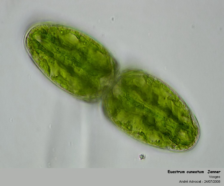 Euastrum cuneatum Jenner #4950