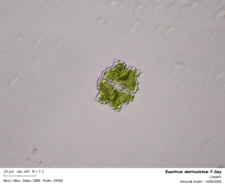 Euastrum denticulatum F.Gay #4409