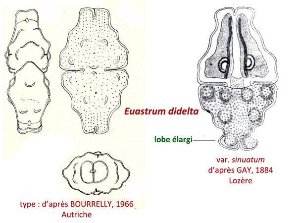 Euastrum didelta Ralfs #79542