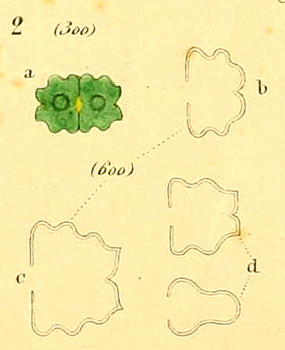 Euastrum dubium Nägeli, 1849 #84477