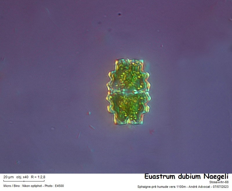 Euastrum dubium Nägeli #78339