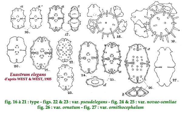 Euastrum elegans Ralfs #81593