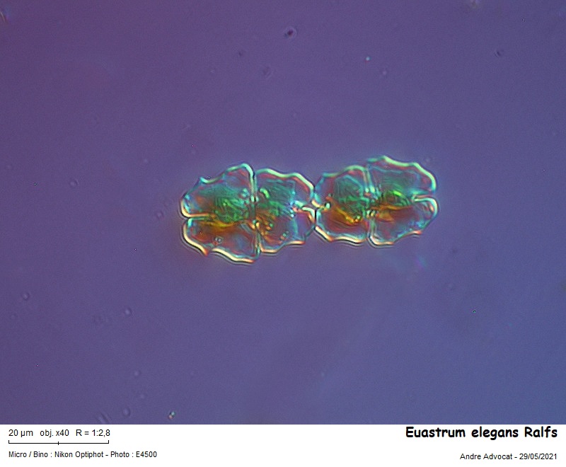 Euastrum elegans Ralfs #66954