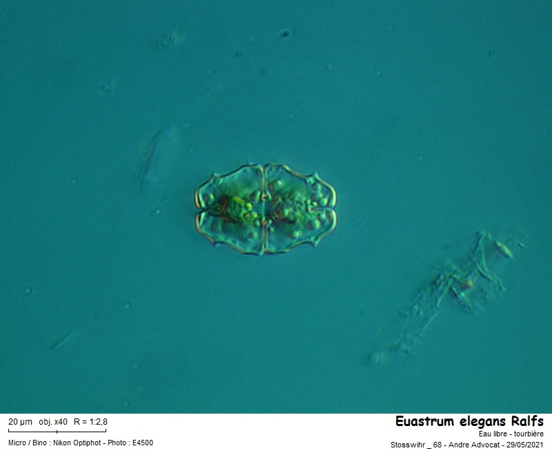 Euastrum elegans Ralfs #66952