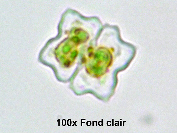 Euastrum gayanum De Toni #76672