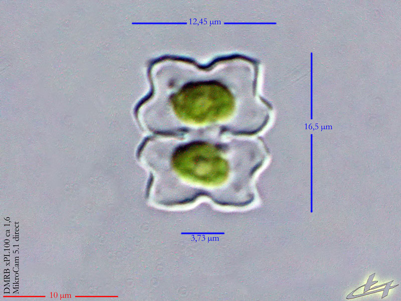 Euastrum gayanum G.B. De Toni #80154