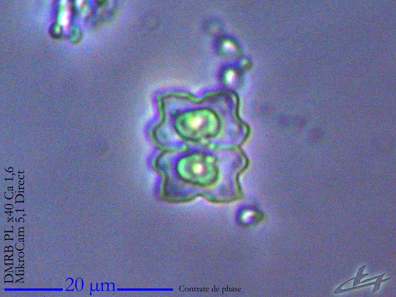Euastrum gayanum G.B. De Toni #80155