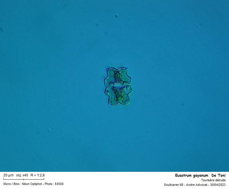 Euastrum gayanum De Toni #74404