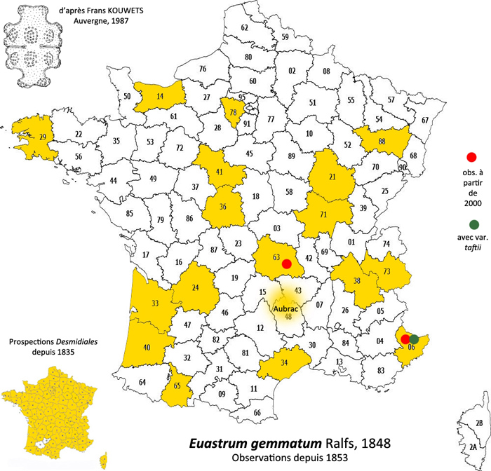 Euastrum gemmatum Ralfs #82296