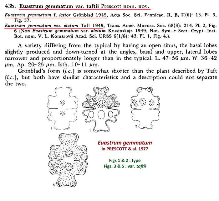 Euastrum gemmatum Ralfs #82297