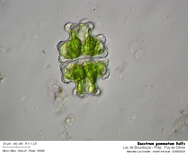 Euastrum gemmatum Ralfs #80017
